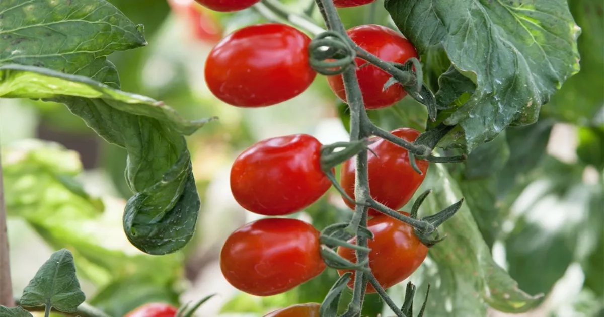 Solanum Lycopersicum Pflege