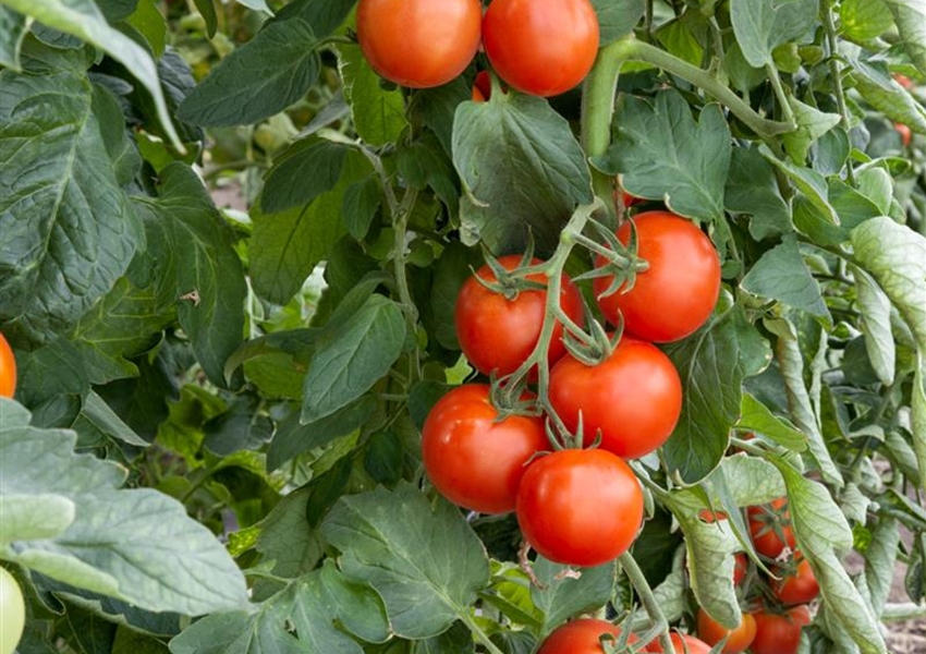 Mexikanische HonigTomate Floragard Pflanzeninfothek