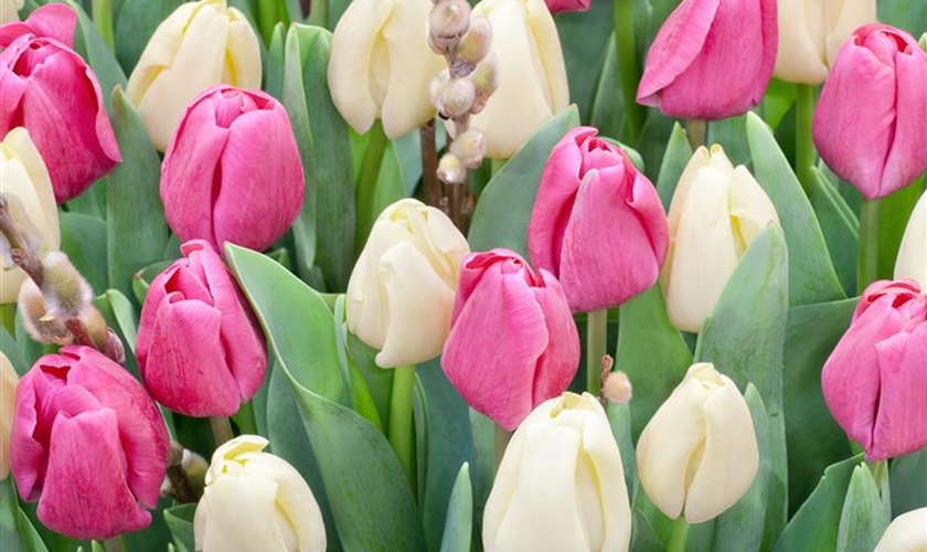 Tulpe 'Carola' - Floragard Pflanzeninfothek
