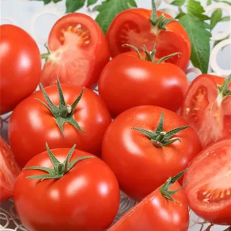 Salat-Tomate 'Aida'