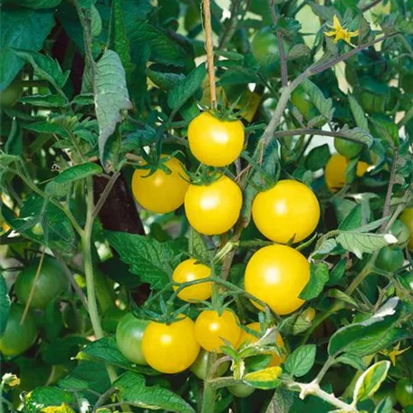 Solanum lycopersicum var. cerasiforme 'Weiße Mirabelle'