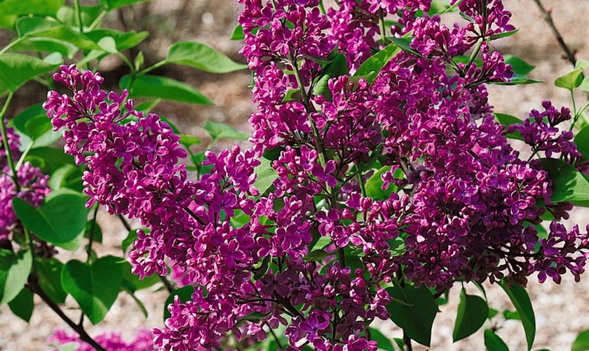 GartenFlieder Floragard Pflanzeninfothek
