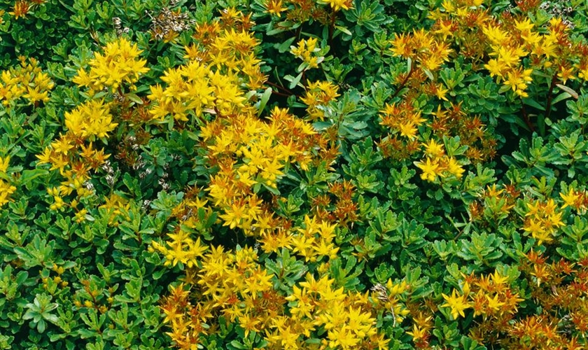 Reichblühendes GartenFettblatt 'Weihenstephaner Gold' Floragard