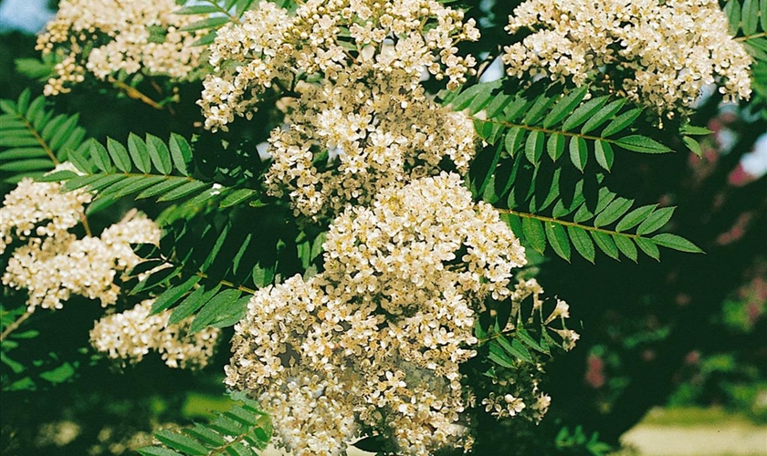StrauchEberesche Floragard Pflanzeninfothek