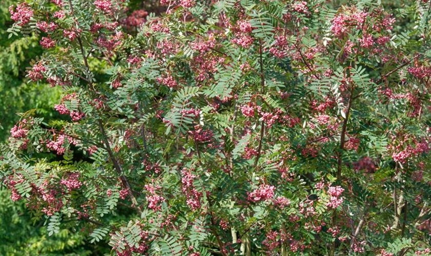 StrauchEberesche Floragard Pflanzeninfothek