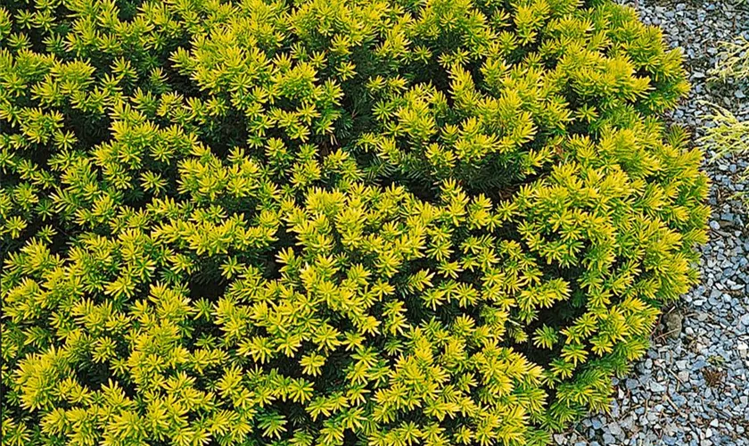 Taxus cuspidata 'Nana Aurescens'