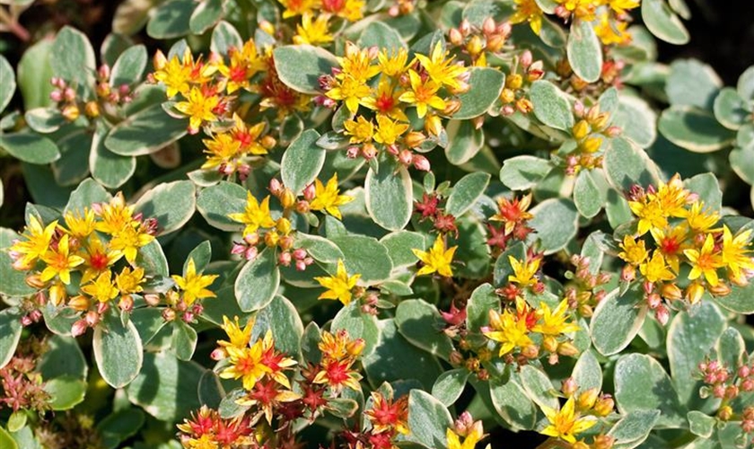 Sedum Selskianum - Kamtschatka / Amur Fetthenne - G Produktbild-Vorschau 8