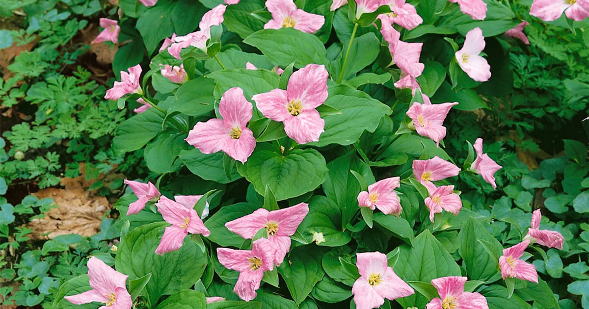 Aufrechte Waldlilie Pflanze, Pflege & Tipps Floragard