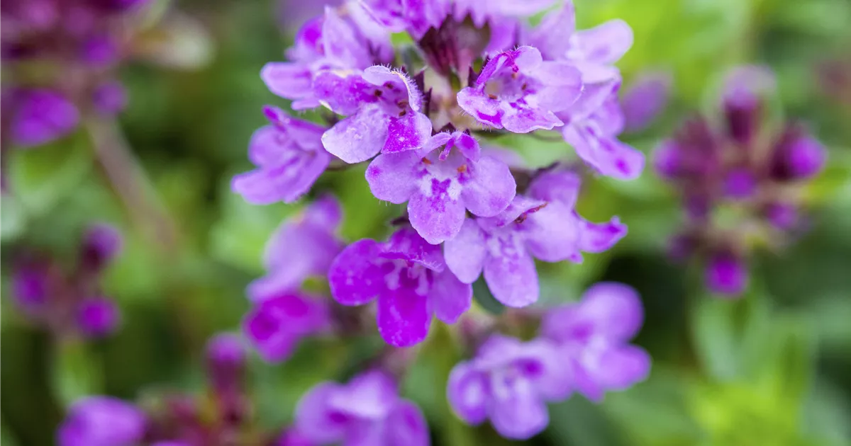 Thymus x citriodorus 'Prostate' Pflanze, Pflege & Tipps Floragard