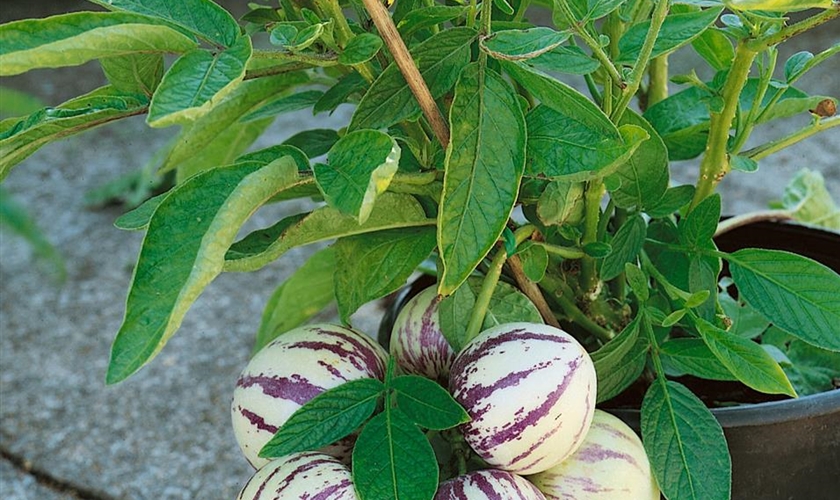 Melonenbirne Im Kubel Pflanzen