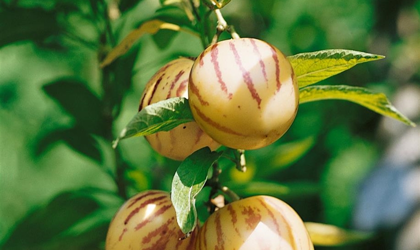 Melonenbirne - Floragard Pflanzeninfothek