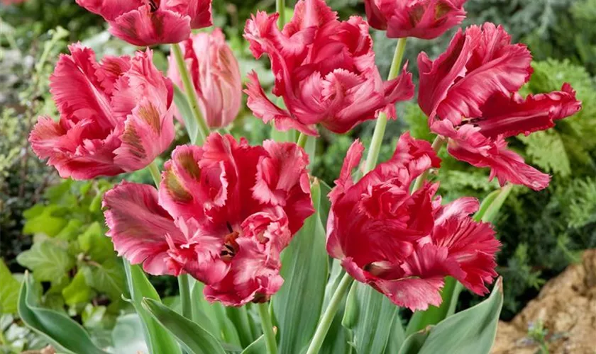 Papageien Tulpe Fantasy Pflanze Pflege Tipps Floragard papageien-tulpe-fantasy-pflanze-pflege-tipps-floragard