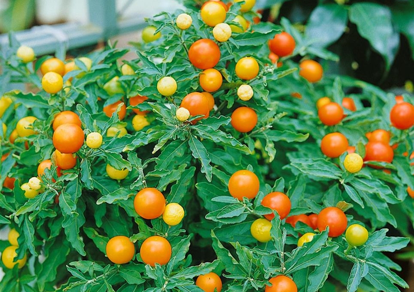 Korallenstrauch 'Select' Floragard Pflanzeninfothek