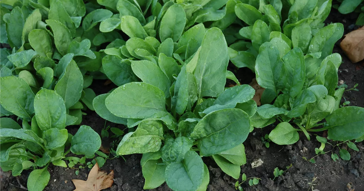 Echter Spinat 'Amazon' Pflanze, Pflege & Tipps Floragard