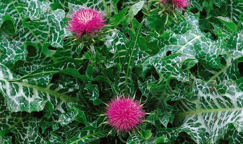 SAFLAX Anzucht Set - Mariendistel - Silybum Marianum - 75