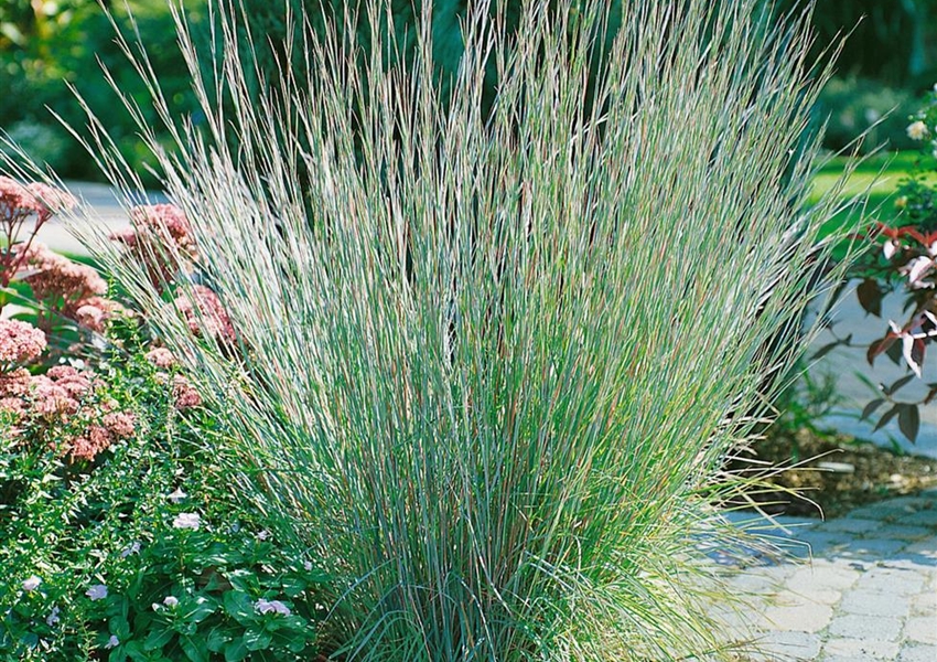 Felssteppen Bartgras 'Cairo' Floragard Pflanzeninfothek