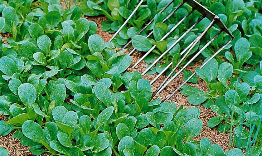 Gewöhnlicher Feldsalat - Floragard Pflanzeninfothek