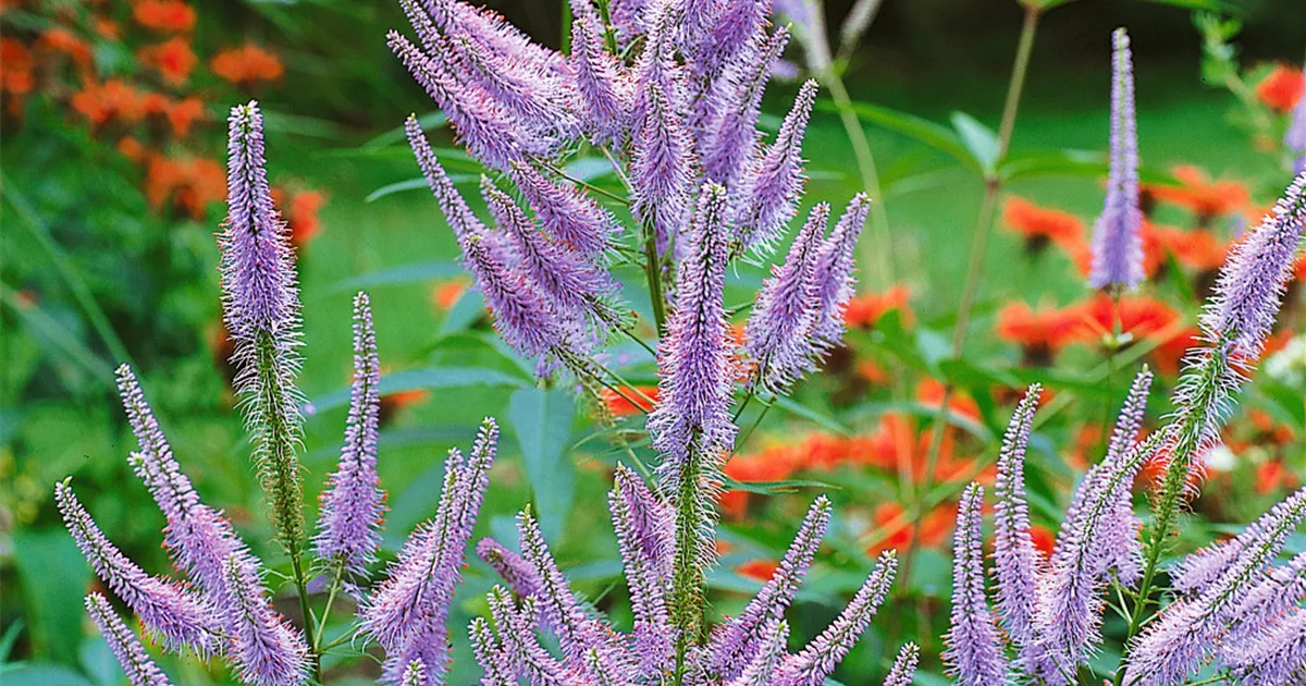 GartenKandelaberehrenpreis 'Fascination' Pflanze, Pflege & Tipps Floragard