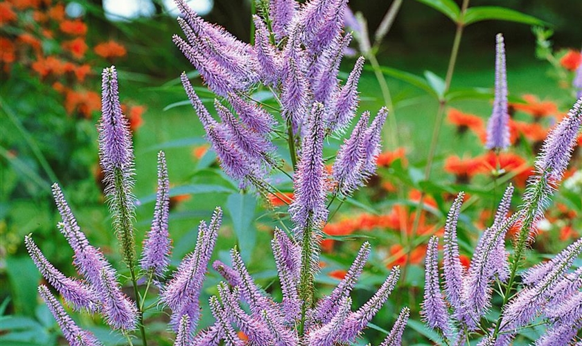 KandelaberEhrenpreis Floragard Pflanzeninfothek