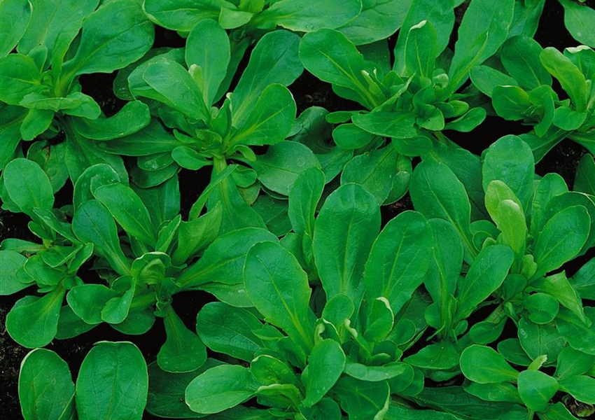 Feldsalat 'Elan' Floragard Pflanzeninfothek