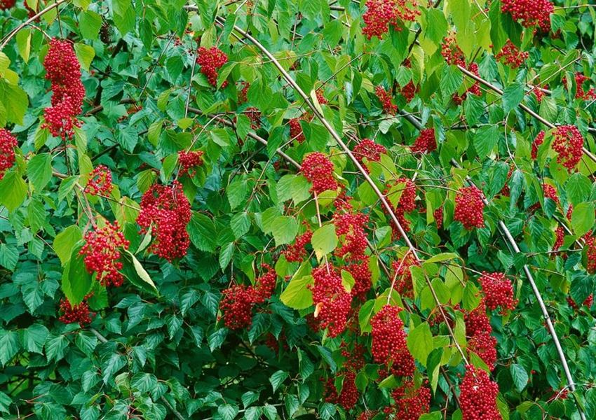 Runzelblättriger Schneeball Floragard Pflanzeninfothek