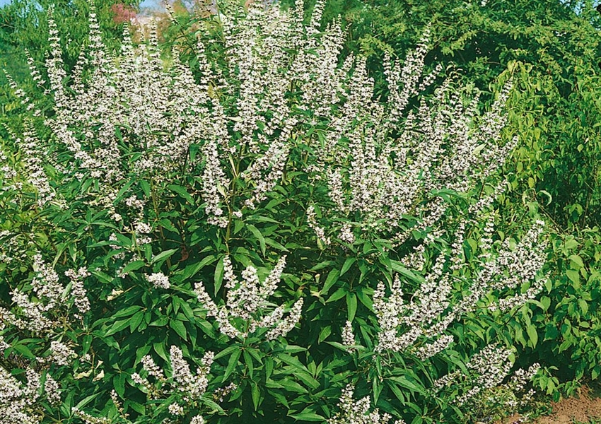 Mönchspfeffer 'Albus' Floragard Pflanzeninfothek