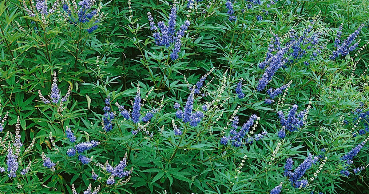 Mönchspfeffer 'Heilblau' Pflanze, Pflege & Tipps Floragard