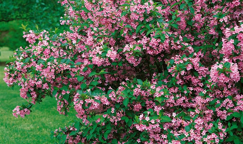 Rosa Weigelie Floragard Pflanzeninfothek