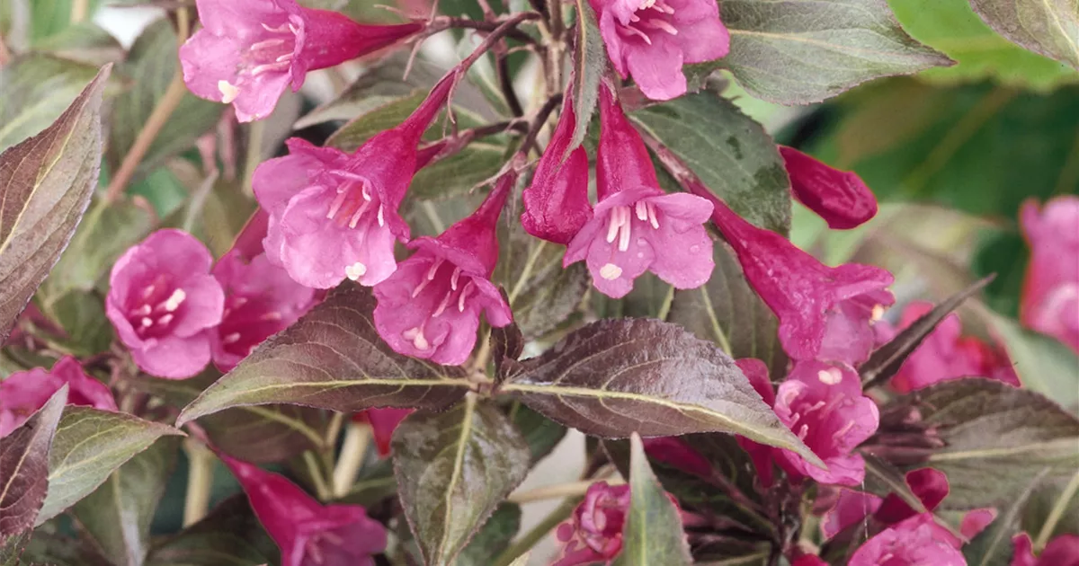 Weigelie 'Cappuccino'® Pflanze, Pflege & Tipps Floragard
