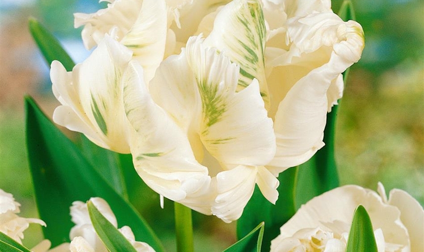 Papageien-Tulpe 'Super Parrot' - Floragard Pflanzeninfothek