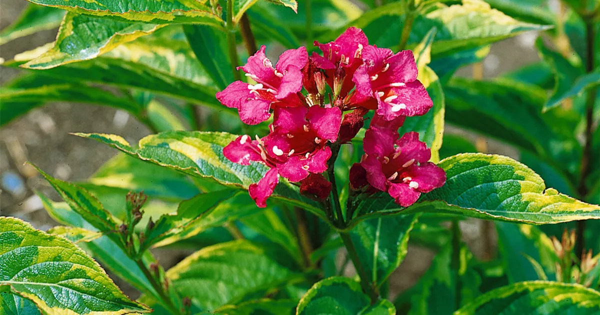 Weigelie 'Goldrush' Pflanze, Pflege & Tipps Floragard