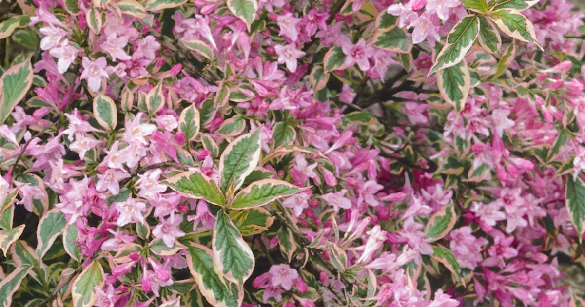 Weigelie Pflanze, Pflege & Tipps Floragard