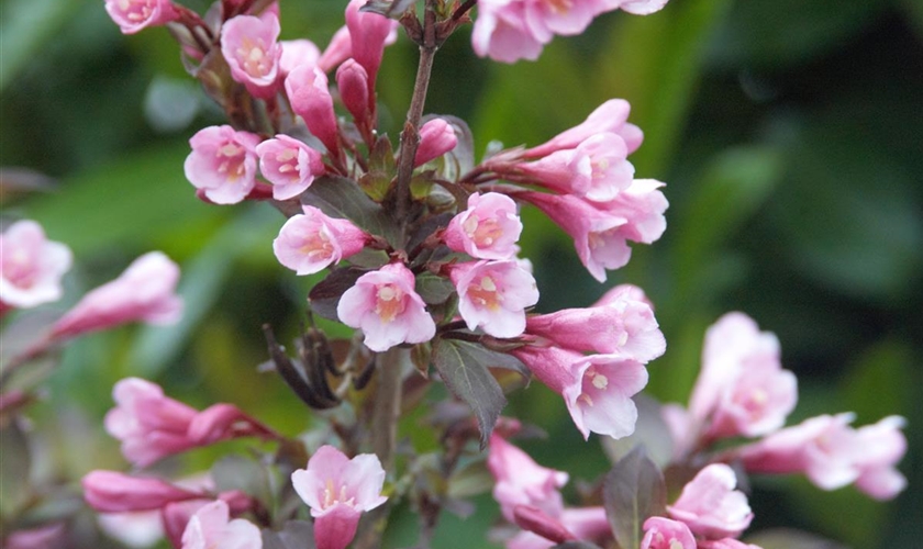 Rotblättrige ZwergWeigelie 'Nana Purpurea' Floragard Pflanzeninfothek
