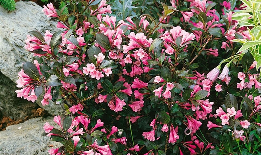 49+ Rotblättrige Weigelie Purpurea, So sichern sie sich gesunde