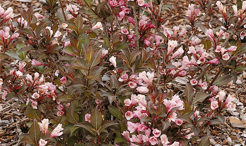 Rotblättrige ZwergWeigelie 'Nana Purpurea' Floragard Pflanzeninfothek
