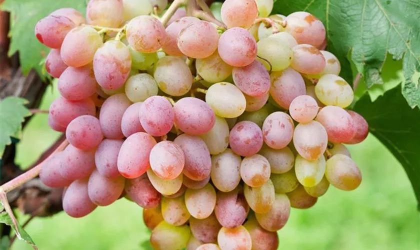 Vitis vinifera Bellarosso  Weinrebe Tafeltraube Wein Weintraube Top Winzersorten 