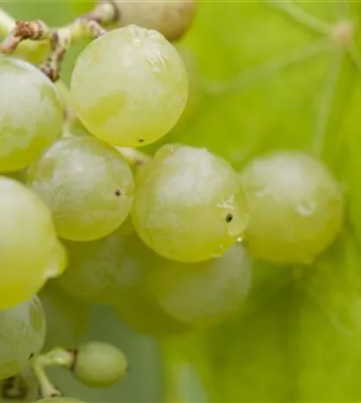 Warum Wein eigentlich aus Beeren gemacht wird
