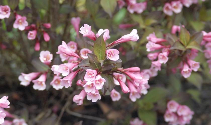 Weigelie 'Purpurea' Floragard Pflanzeninfothek