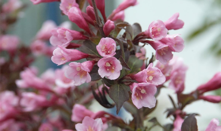 Weigelie 'Purpurea' Floragard Pflanzeninfothek