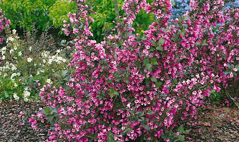Weigelie 'Purpurea' Floragard Pflanzeninfothek