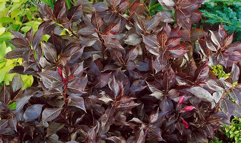 Weigelie 'Ruby Queen'®(s) Pflanze, Pflege & Tipps Floragard