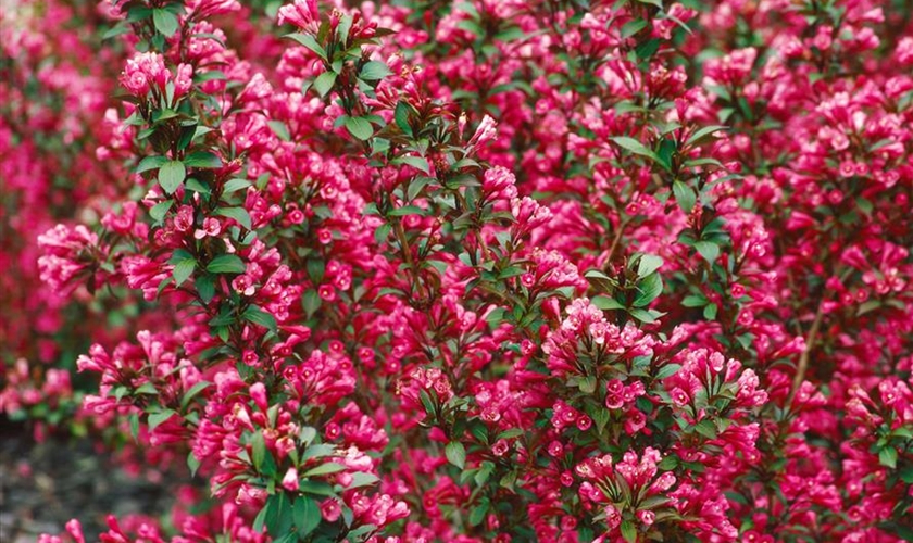49+ Weigelie Victoria Mein Schöner Garten, Diese weigelie ist die