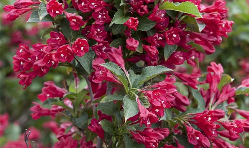 Weigelie 'Lucifer'® Floragard Pflanzeninfothek