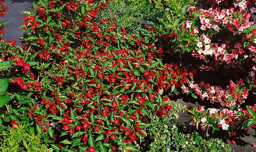 Weigelie 'Lucifer'® Floragard Pflanzeninfothek