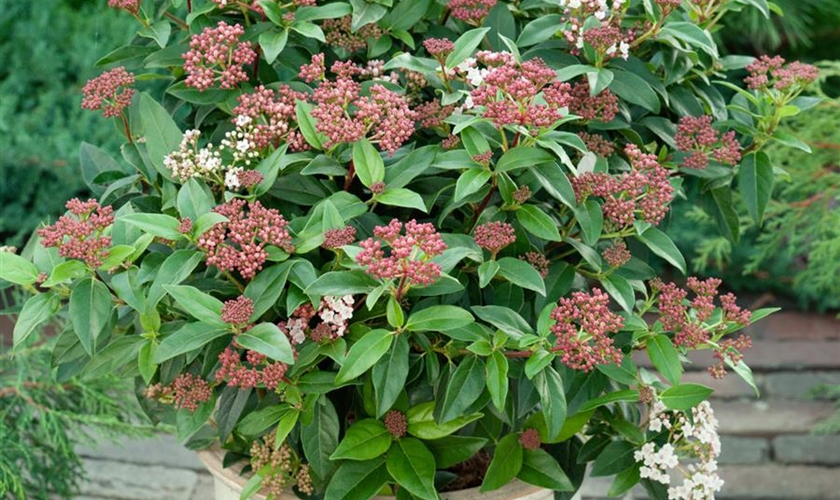 LorbeerSchneeball 'Eve Price' Floragard Pflanzeninfothek