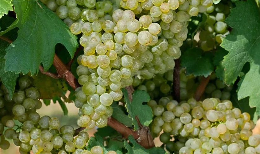 Vitis vinifera 'Frumuosa Alba'