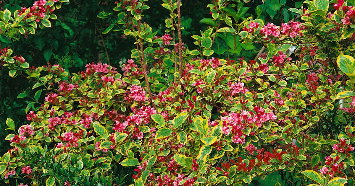 Weigelie 'Wessex Gold' Pflanze, Pflege & Tipps Floragard
