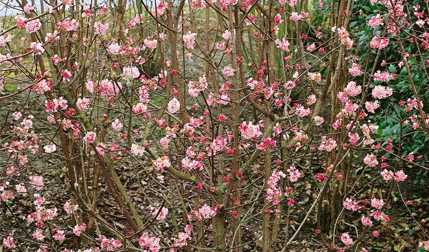 Viburnum best sale x bodnantense