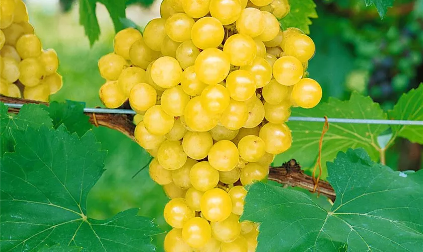 Vitis vinifera 'Golden Champion'