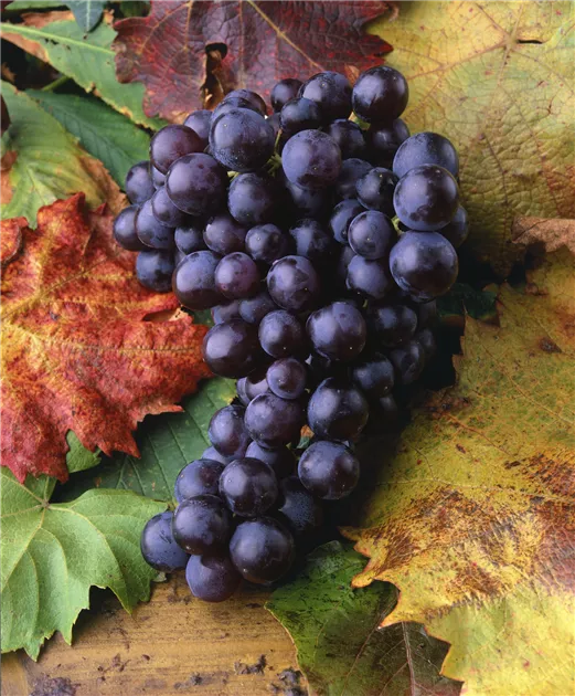 Vitis vinifera Muskat Nay blaue Weinrebe Tafelt großfruchtig veredelt Vitis vinifera Muskat Nay blaue Weinrebe Tafelt großfruchtig veredelt